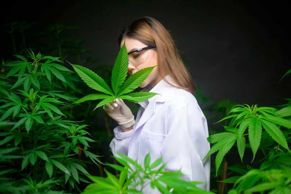 Colombia tierra querida y privilegiada para los cultivos de cannabis medicinal