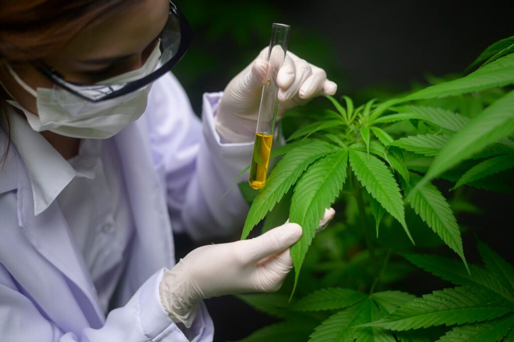 Cannabis medicinal: por sus frutos la conoceréis