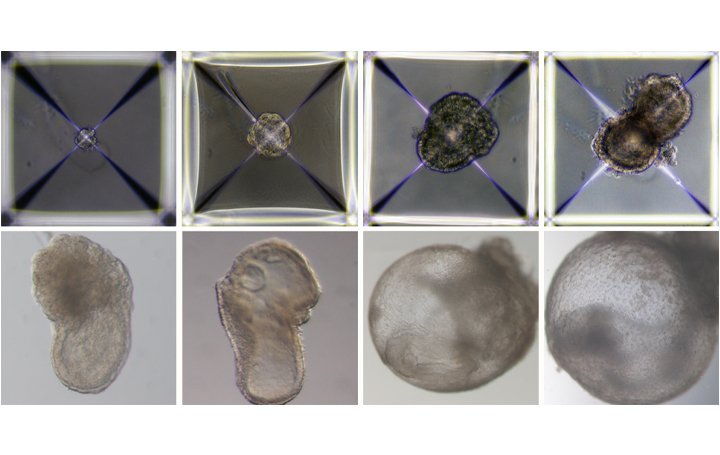 Científicos israelíes crean embriones de ratón “sintéticos”