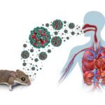 Hantavirus: contagio, prevención y por qué los expertos descartan una pandemia