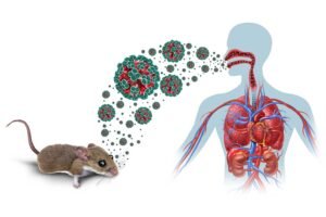 Hantavirus: contagio, prevención y por qué los expertos descartan una pandemia